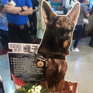 战犬瑞克斯 不同战友情